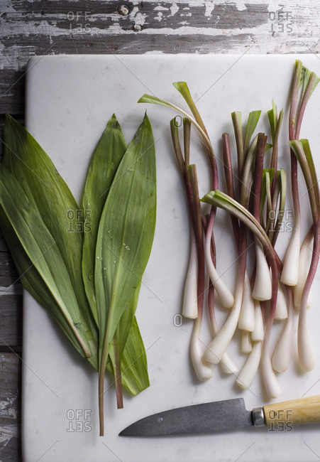 Ramps, perennial wild onions that grow in early spring, on a marble cutting board with a knife