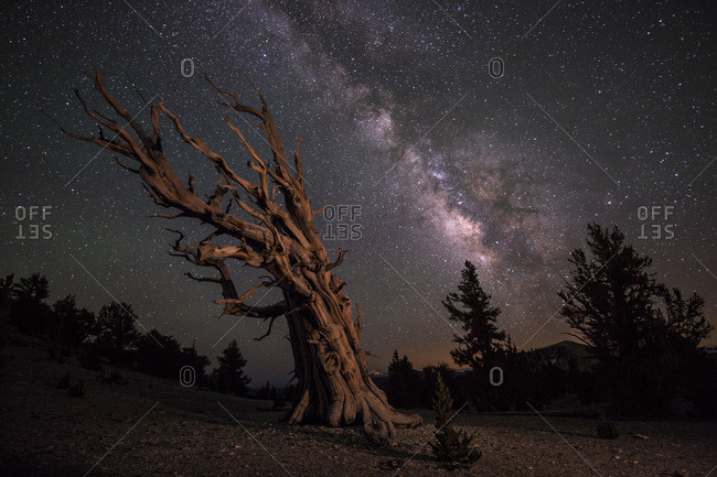 Ancient Bristlecone Pine Trees under a starry night
