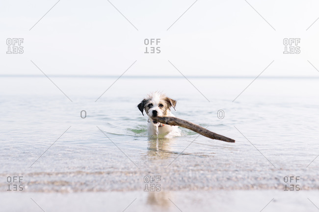 A scruffy dog fetches a stick from the ocean