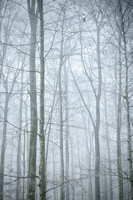 Misty forest near Schelklingen in Baden-Wuerttemberg, Germany