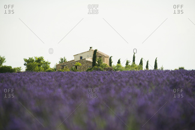 House on a lavender field near Valensole, Provence, France