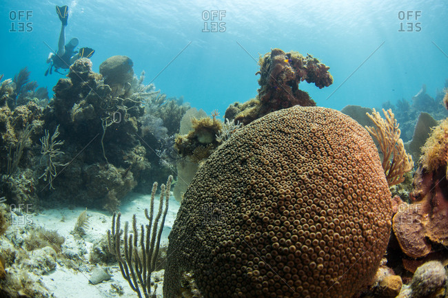 A large round soft coral in the Caribbean Sea