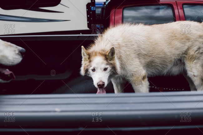Dog panting on the trailer of a truck