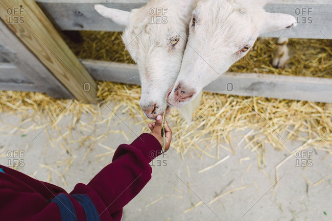 Overhead view of a child\'s hand feeding straw to goats