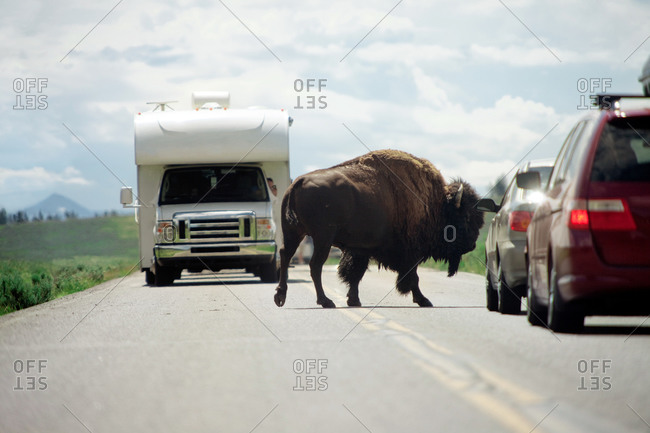 Bison stopping traffic on highway in Wyoming