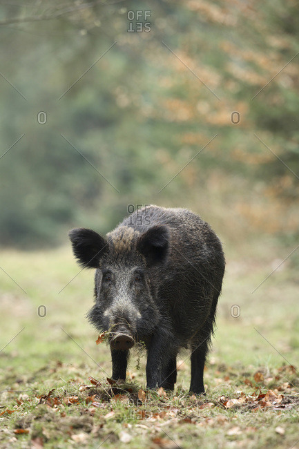 Portrait of wild boar (sus scrofa)