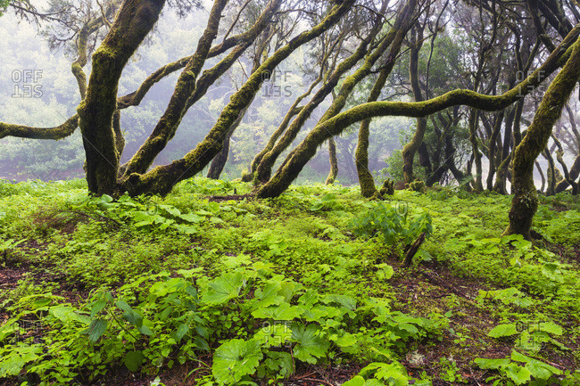Primeval forest with tree heather (erica arborea) and hanging moss, Canary Islands