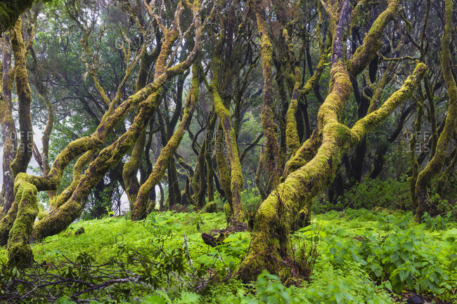 Primeval forest with tree heather (erica arborea) and hanging moss, Canary Islands