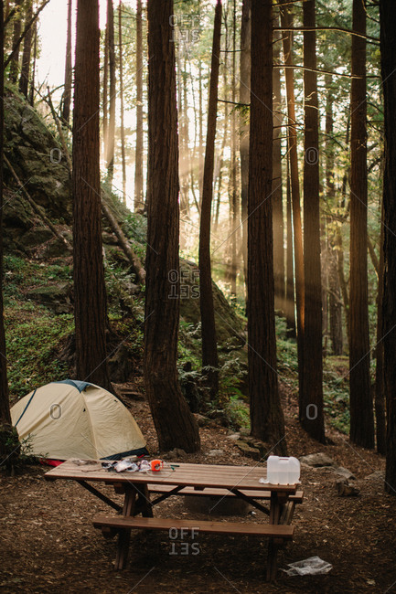 A campsite in a redwood forest