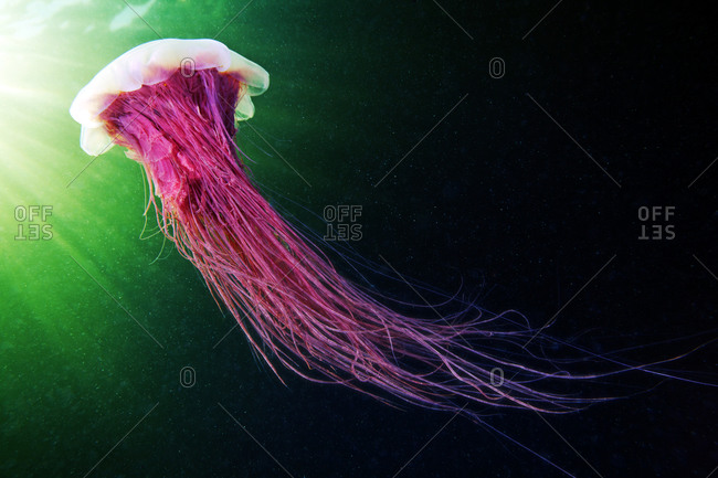Lion\'s mane jellyfish swimming underwater in the ocean