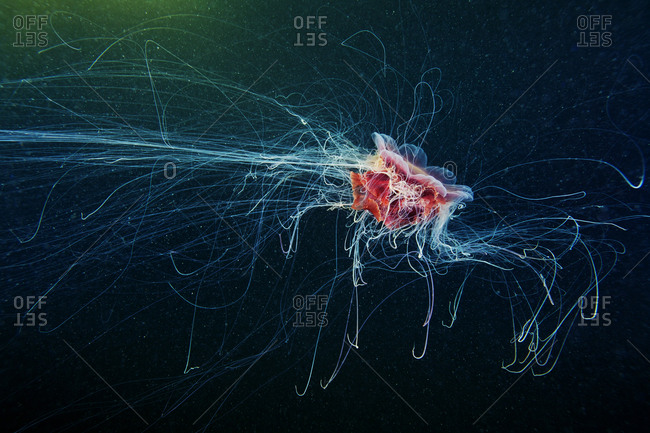 Lion\'s mane jellyfish in the ocean