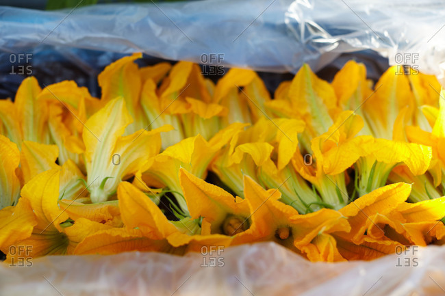 Arranged yellow squash blossoms for culinary use