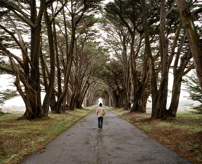 Man walking down a road lined with cypress trees