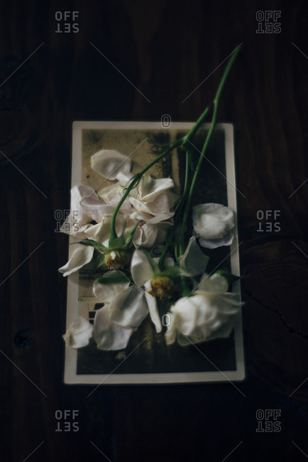 Rose petals on an old photograph