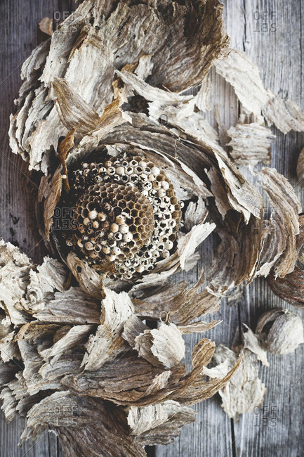 Dried crushed bee hive on wooden background
