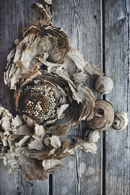 Dried crushed wasp nest on wooden background
