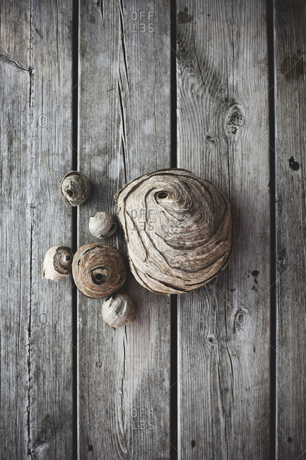 Dried wasp nest on wooden background
