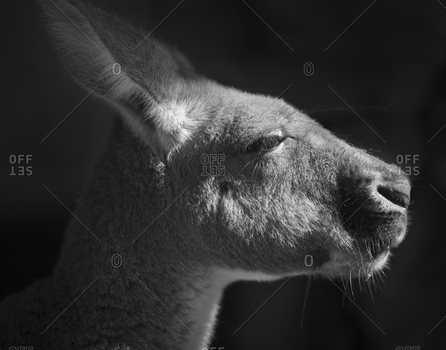 Portrait of a kangaroo, New South Wales
