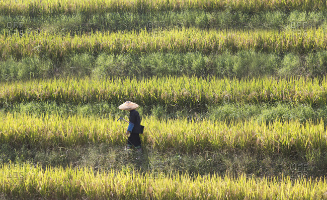 Farmer walking through rice fields in Guilin, China
