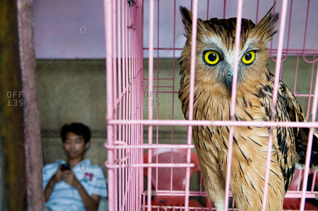 An owl in a pink cage in the bird market