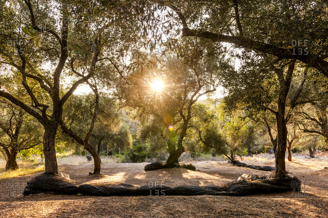 Olive orchard at sunset, Corfu