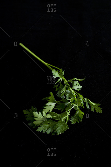 Italian flat leaf parsley on black background