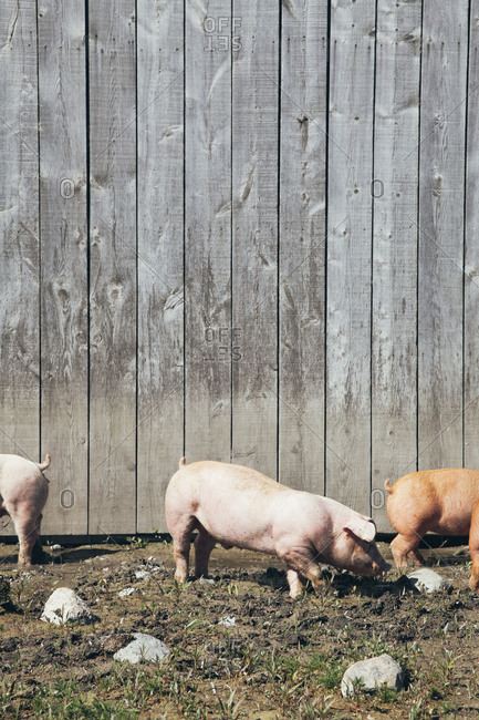 Pigs outside a wooden barn