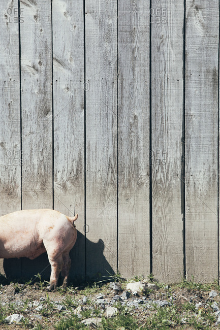 Tail end of a pig standing against a wooden barn wall