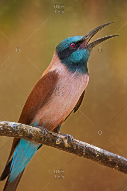Bee eater bird squawking on branch