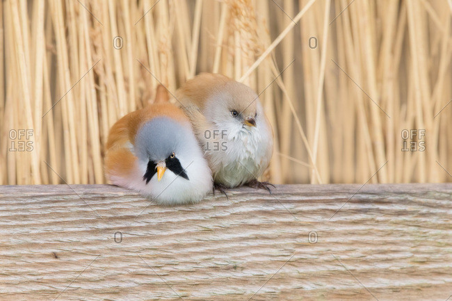 Two birds sitting together on branch