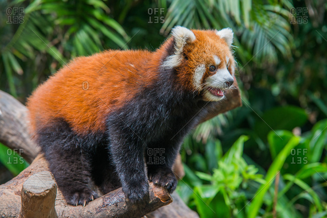 Red panda  in southern China