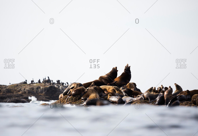 Sea lions on rocks in the ocean in British Columbia