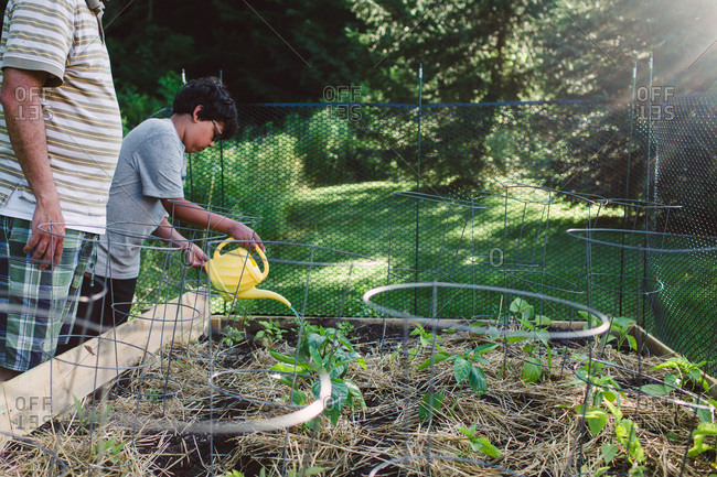 Boy watering a vegetable garden