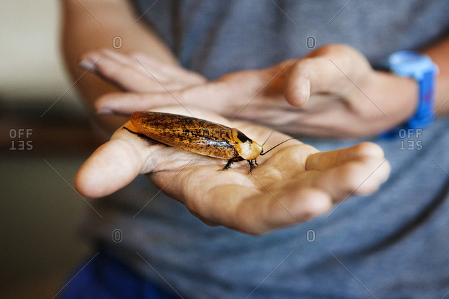A woman holds a giant bug