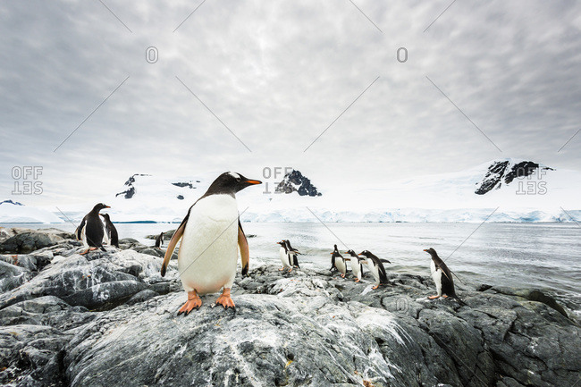 Gentoo Penguins, Waterboat Point, Paradise Harbour, Antarctic Peninsula, Antarctica