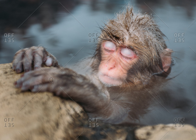 A baby macaque sleeps in a hot spring at Jigokudani Monkey Park, Japan