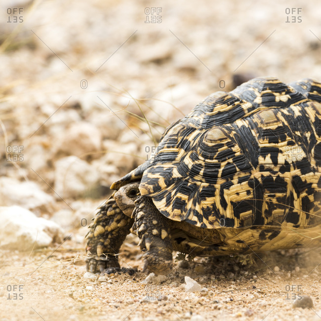 A leopard tortoise hides in his shell in Namibia
