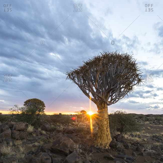 A quiver tree at sunset in Namibia