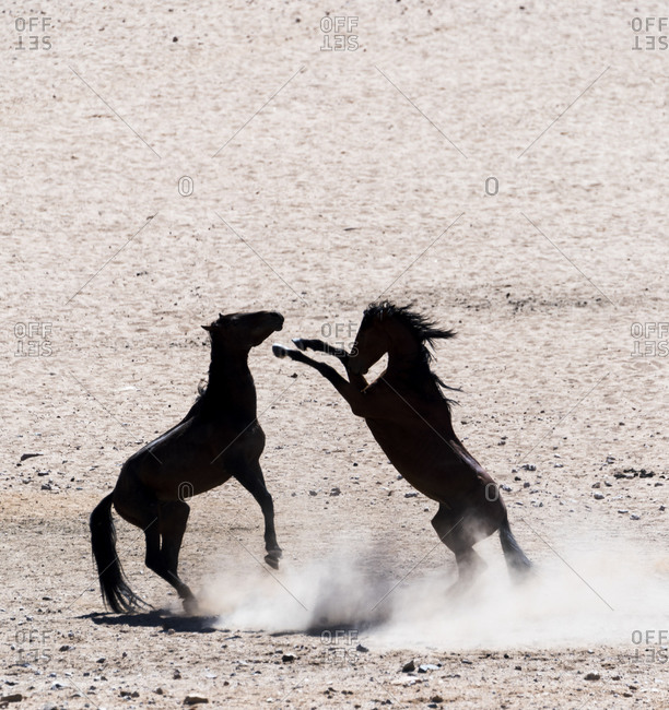 Wild horses fighting in the desert in Namibia