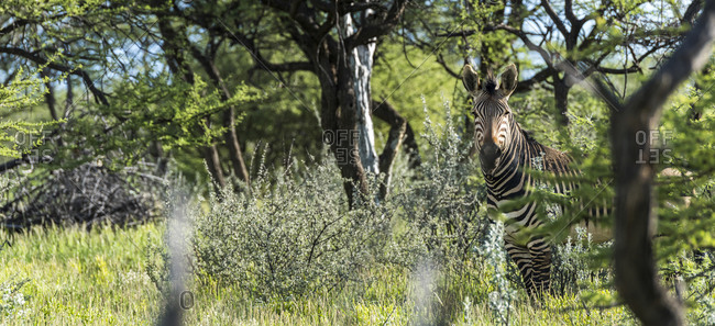 A zebra in the bush in Namibia