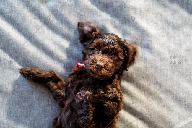 Puppy lying on its back