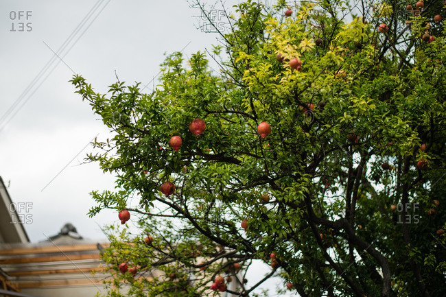 Pomegranate tree in Sangenyahigashi, Japan
