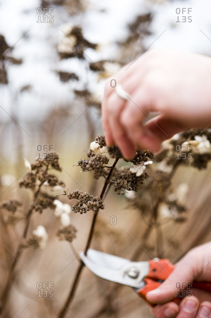 A man pruning a hydrangea paniculata which is a small, delicate shrub, very pretty in winter, with dark brown dried flower heads
