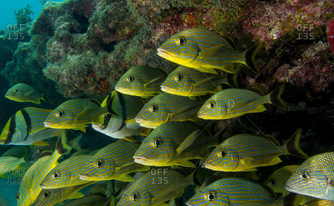 Schooling fish on a coral reef in the Florida Keys