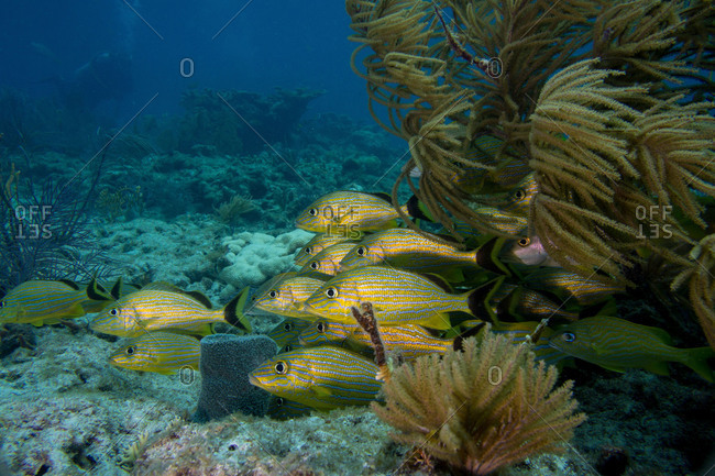 Schooling fish on a coral reef in the Florida Keys