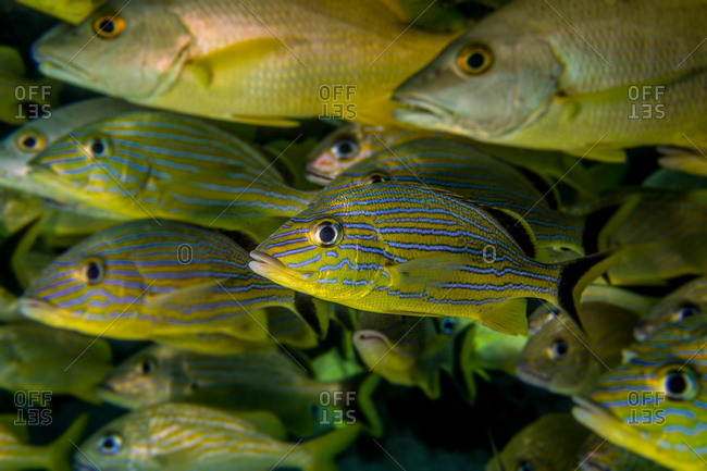 Close-up of schooling fish