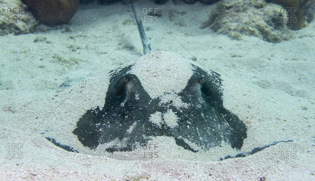 Southern stingray rests on ocean floor