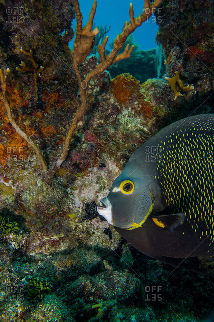 French angelfish on a coral reef in Key Largo