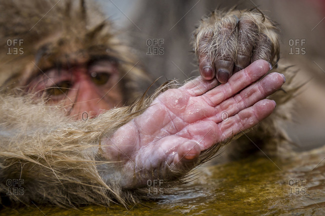 Japanese macaque gripping another\'s fingers