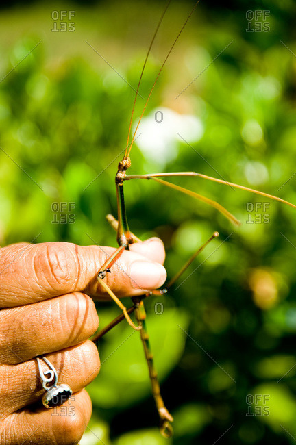 A farmer finds a stick bug